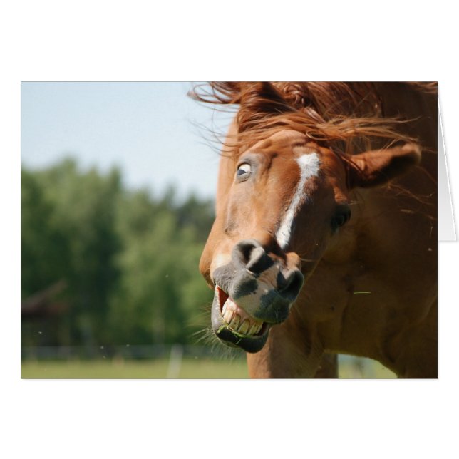 Paardenliefhebber gevangen (Voorkant Horizontaal)