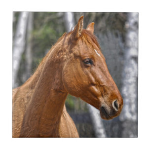 Paardenliefhebberij van paardachtigen tegeltje