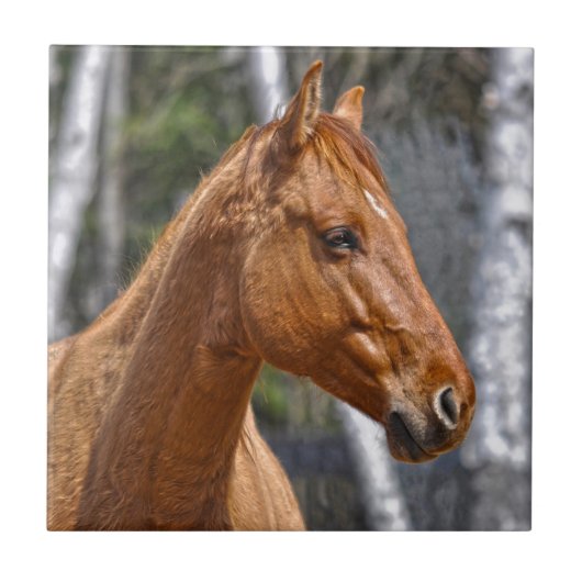 Paardenliefhebberij van paardachtigen tegeltje (Voorkant)