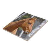 Paardenliefhebberij van paardachtigen tegeltje (Zijkant)