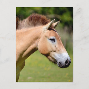 Paardenlopen van Przewalski Briefkaart