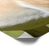 Paardenlopen van Przewalski Poster (Hoek)