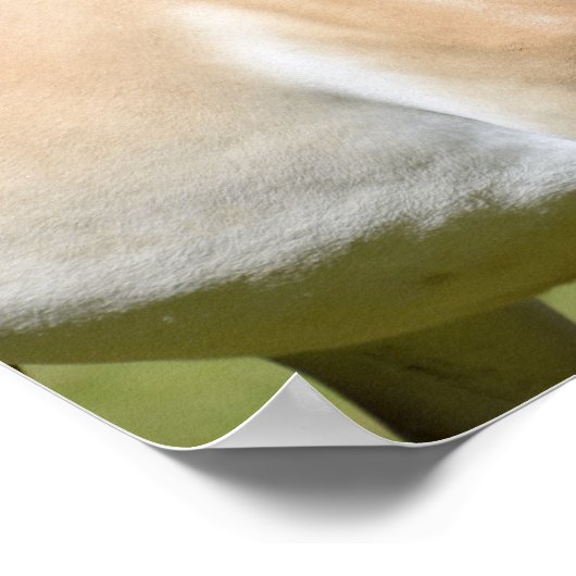 Paardenlopen van Przewalski Poster (Hoek)