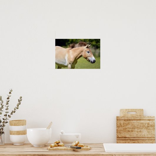 Paardenlopen van Przewalski Poster (Keuken)