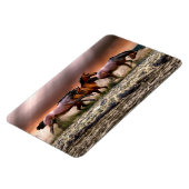 paardenmagneet magneet (Linkerzijde)