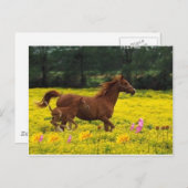 paardenmoeder en baby briefkaart (Voorkant / Achterkant)