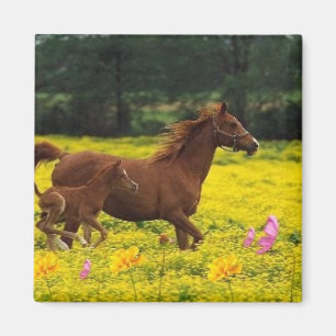 paardenmoeder en baby magneet