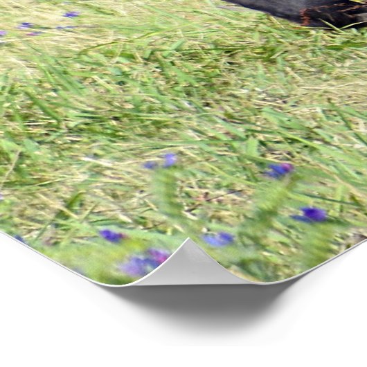 Paardennaburig Poster (Hoek)