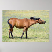 Paardennaburig Poster (Voorkant)