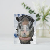 Paardenneus Knows! Funny Smiling Horse Briefkaart (Staand voorkant)