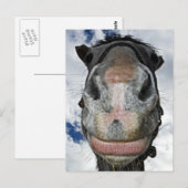 Paardenneus Knows! Funny Smiling Horse Briefkaart (Voorkant / Achterkant)