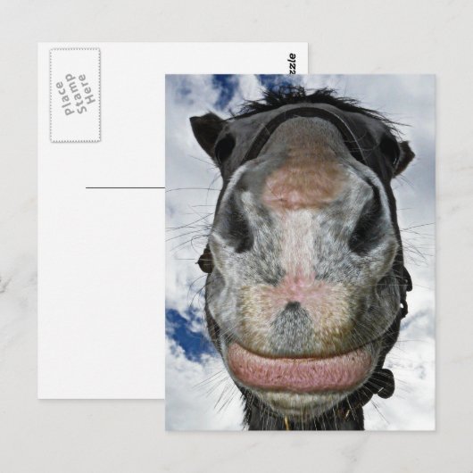 Paardenneus Knows! Funny Smiling Horse Briefkaart (Voorkant / Achterkant)