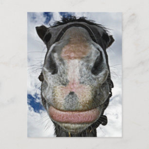 Paardenneus Knows! Funny Smiling Horse Briefkaart