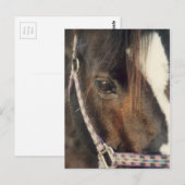 Paardenogen Uitzicht Briefkaart (Voorkant / Achterkant)