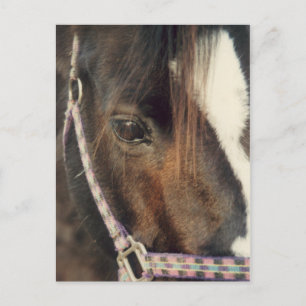 Paardenogen Uitzicht Briefkaart