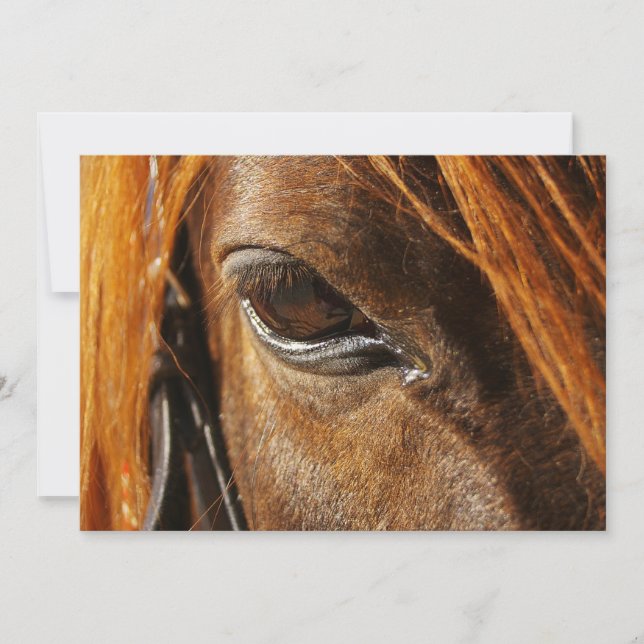 Paardenoog (Voorkant)