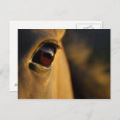 Paardenoog bij zonsondergang briefkaart (Voorkant / Achterkant)
