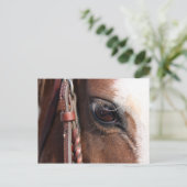 paardenoog briefkaart (Staand voorkant)