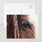 paardenoog briefkaart (Voorkant / Achterkant)