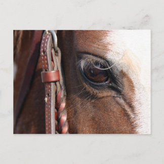 paardenoog briefkaart