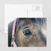 Paardenoog Briefkaart (Voorkant / Achterkant)