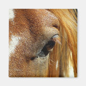 Paardenoog Close-up Magneet (Voorkant)