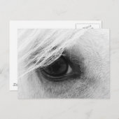 Paardenoog in zwart-wit briefkaart (Voorkant / Achterkant)