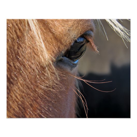 Paardenoog Perfect Poster (Voorkant)