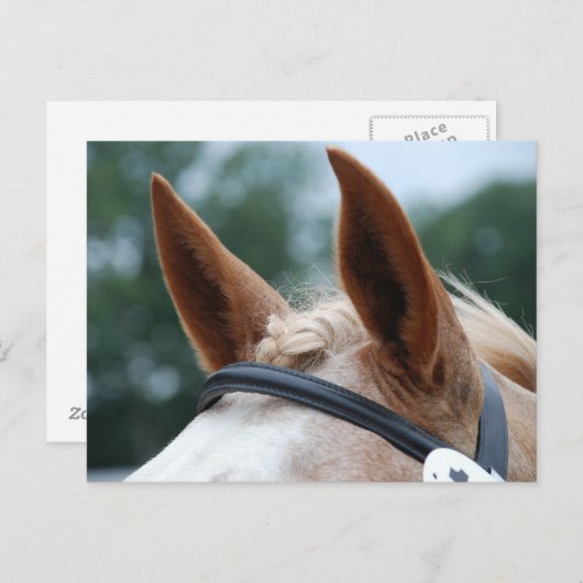 paardenoren briefkaart (Voorkant / Achterkant)