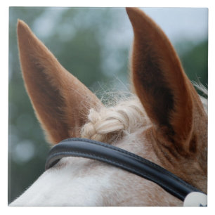 paardenoren tegeltje