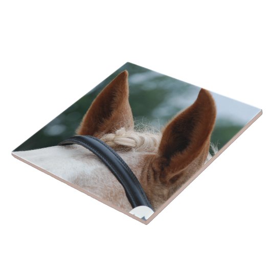 paardenoren tegeltje (Zijkant)