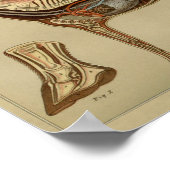 Paardenorgaaninterne anatomie afdrukken poster (Hoek)