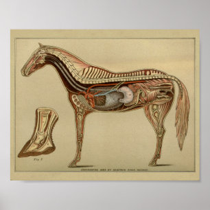 Paardenorgaaninterne anatomie afdrukken poster