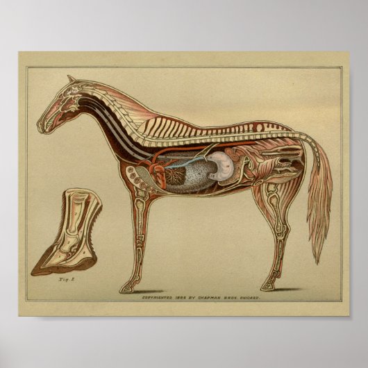 Paardenorgaaninterne anatomie afdrukken poster (Voorkant)