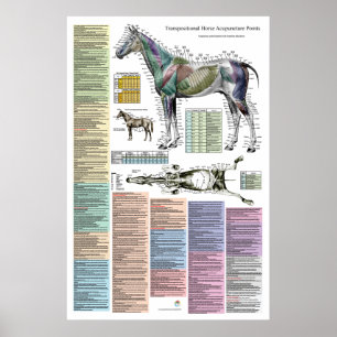 Paardenpaardenacupunctie diergeneeskunde poster
