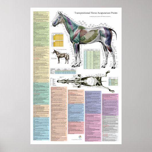 Paardenpaardenacupunctie diergeneeskunde poster (Voorkant)