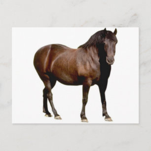 paardenpaardenpaardenrennen briefkaart