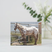 Paardenpaardje Briefkaart (Staand voorkant)