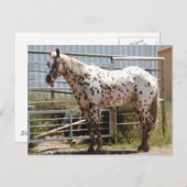 Paardenpaardje Briefkaart (Voorkant / Achterkant)