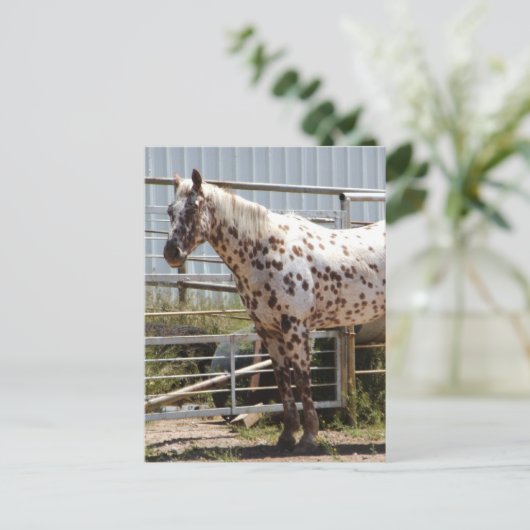 Paardenpaardje Briefkaart (Staand voorkant)