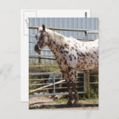 Paardenpaardje Briefkaart (Voorkant / Achterkant)