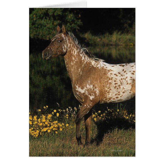Paardenpaardje van Appaloosa (Voorkant)