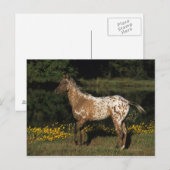 Paardenpaardje van Appaloosa Briefkaart (Voorkant / Achterkant)