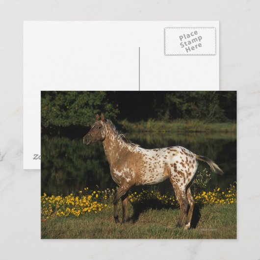 Paardenpaardje van Appaloosa Briefkaart (Voorkant / Achterkant)