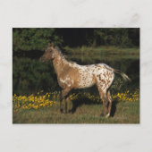 Paardenpaardje van Appaloosa Briefkaart (Voorkant)