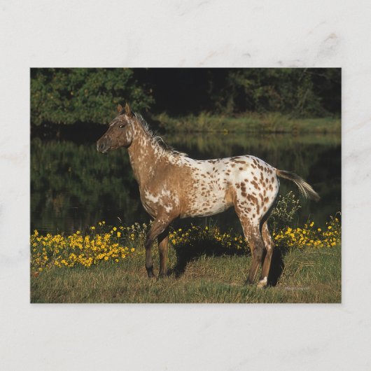 Paardenpaardje van Appaloosa Briefkaart (Voorkant)