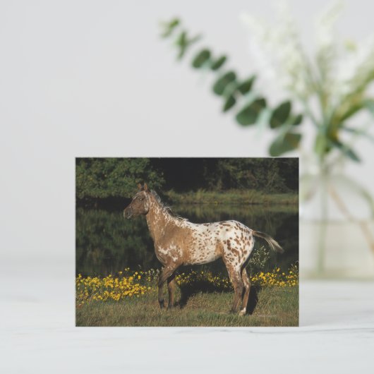 Paardenpaardje van Appaloosa Briefkaart (Staand voorkant)