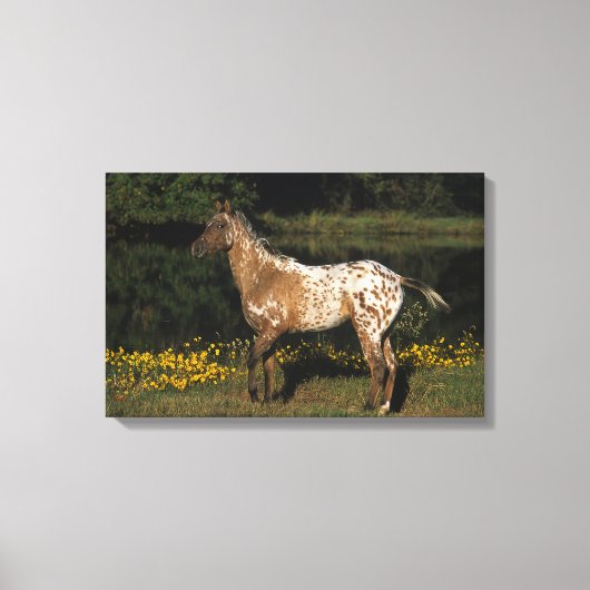 Paardenpaardje van Appaloosa Canvas Afdruk (Voorkant)