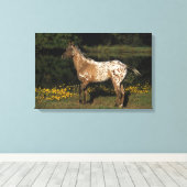 Paardenpaardje van Appaloosa Canvas Afdruk (Insitu (Houten vloer))