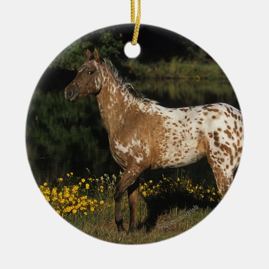Paardenpaardje van Appaloosa Keramisch Ornament (Voorkant)